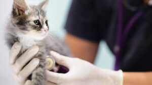 Jornadas Veterinarias en Berisso durante octubre